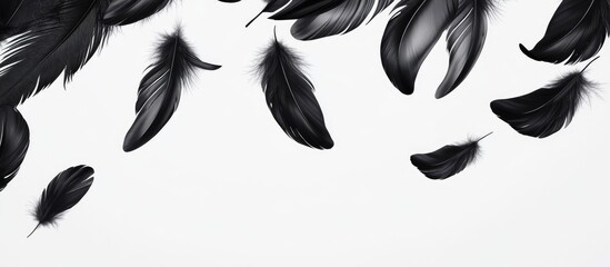 Poster - Black Feathers Elegantly Placed on White Background Abstract Design with Ample Copyspace for Creative Text or Branding
