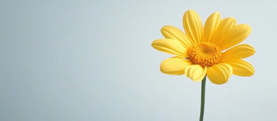 Poster - close up of vibrant yellow chrysanthemum flower against a soft background with ample space for text 