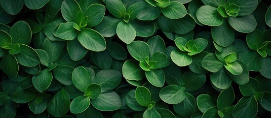 Poster - close up of lush green succulent plant leaves in a flat lay arrangement with ample empty space for c