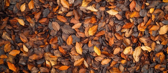 Poster - Autumn Forest Floor Covered with Colorful Fallen Leaves in Orange Brown and Yellow Ideal for Seasonal Backgrounds and Text Placement