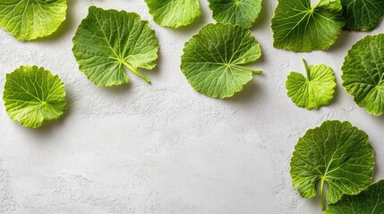 Poster - macro shot of fresh green linden leaves arranged artfully on a light textured background with ample 