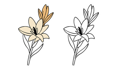 Wall Mural - Yellow Lily Illustration with Outline Version, Vector illustration of a delicate yellow lily flower with green stems and leaves, paired with a black-and-white outline for coloring projects.
