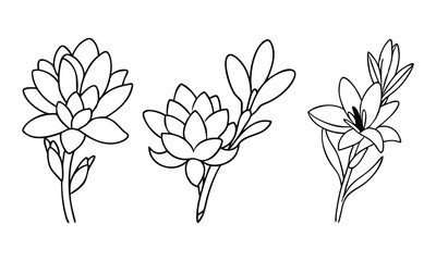 Wall Mural - Black-and-White Outline of Floral Sketches, Vector illustration set featuring three detailed black-and-white floral sketches, ideal for coloring books, design projects, or botanical art.
