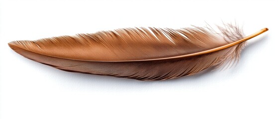 A single brown feather on a white background