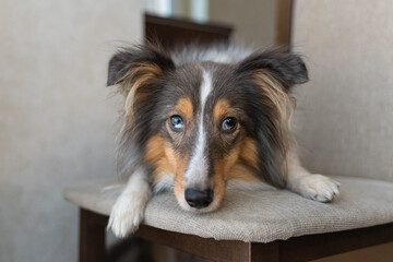 Cute tricolor brown grey dog sheltie with heterochromia eyes in home. Shetland sheepdog indoor on chair