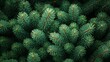 © Ahmad-Muslimin - Lush Green Pine Tree Branches Close Up