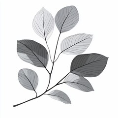Poster - Monochrome illustration of a branch with several leaves, showcasing intricate vein details and grayscale shading.