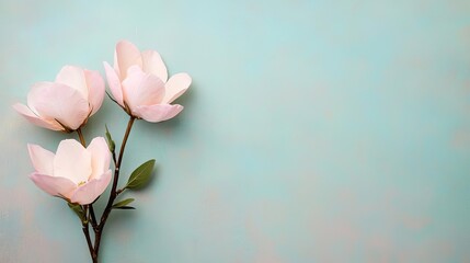 Poster - Minimal floral concept. Delicate pink flowers on a soft blue background, symbolizing beauty and tranquility.