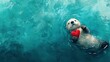 © Indi - adorable sea otter floating on its back in water, holding red heart in paws, background teal water surface, banner with copy space. Valentine's Day card, kindness, love, birthday greeting card concept