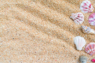 shells on the sand