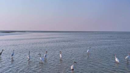 Poster - A flock of white cranes flying over the lake, winter migratory birds.