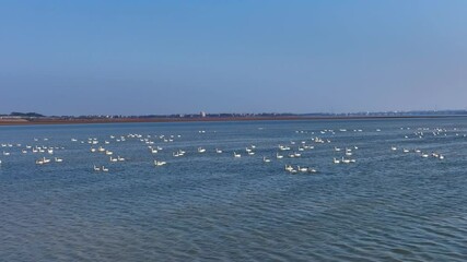 Poster - A flock of white cranes flying over the lake, winter migratory birds.