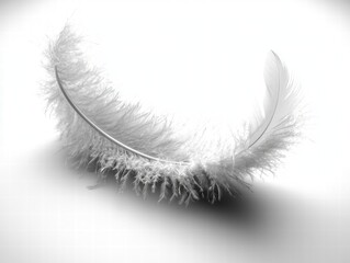Poster - Delicate White Feather on Soft Background Featuring Fine Details