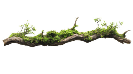 Poster - Moss-Covered Branch isolated transparent background