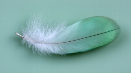 Poster - Delicate Green Feather with Soft White Tips on Pastel Background
