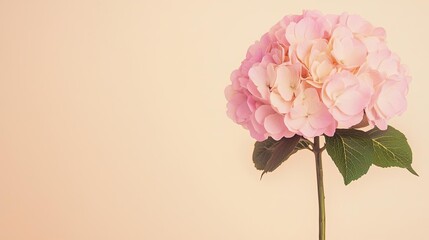 Poster - Pastel floral concept. Delicate pink flower stands against a soft beige background, symbolizing beauty and tranquility.
