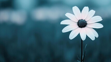Aufkleber - Pastel floral idea. A delicate white flower stands alone amidst a soft blue background, symbolizing beauty.