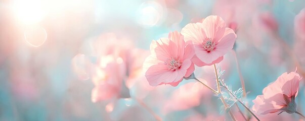 Poster - Pastel floral concept. Delicate pink flowers blooming softly in a serene, dreamy background of pastel colors.
