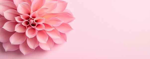 Poster - Pastel floral concept. A beautiful pink flower on a soft pink background, perfect for floral designs.