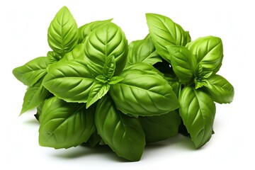 Fresh green basil leaves isolated on white background.