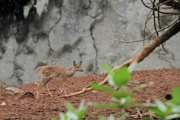Wall Mural - a small axis deer standing alone in the field