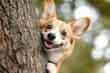 © Сергей Косилко - Corgi dog peeking from behind a tree with a happy expression