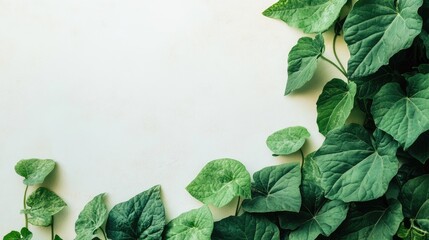Poster - Cucumber plants and palm leaves creating a lush border with ample empty space for text or graphics in a serene natural setting