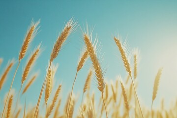 Naklejka na meble Golden wheat field with blue sky and sunlight in summer