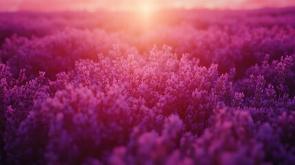 Poster - lavender field at sunset with soft golden light highlighting rich purple blooms and delicate petals 