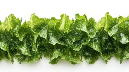 Poster - Lush romaine lettuce with water droplets creating a vibrant backdrop and empty space for text in a fresh and healthy design