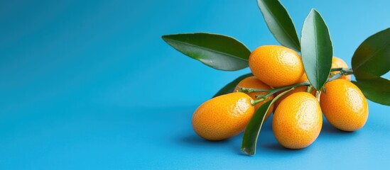 Poster - fresh kumquats with vibrant green leaves on a blue background showcasing their natural beauty and pr
