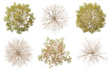 Top view wilderness life trees structure clipart on transparent backgrounds 3d render png