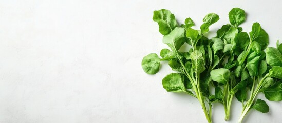 Poster - Freshly harvested green radish leaves on a white background with ample empty space for text or design use
