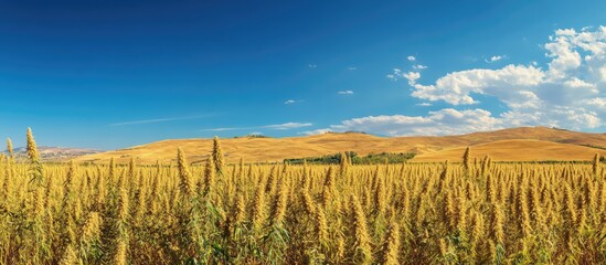 Poster - Golden hemp plants ready for harvest with rolling hills and a clear blue sky providing ample space for text and promotional use.