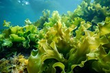 Undaria pinnatifida seaweed growing underwater in sunlight