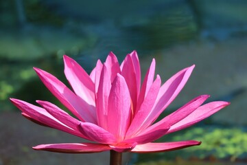 Wall Mural - pink water lily