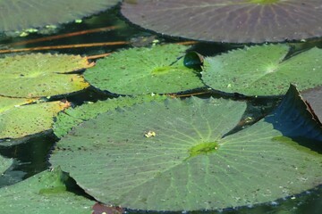 Wall Mural - water lily in the pond