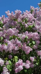 Wall Mural - Blooming lilac flowers, vertical video.