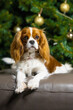 © Игорь Олейник - Cavalier King Charles Spaniel in front of a Christmas tree