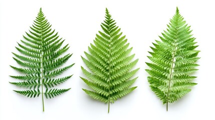 Poster - Tropical fern leaves arranged on white background showcasing vibrant green colors and natural beauty in a summer floral pattern