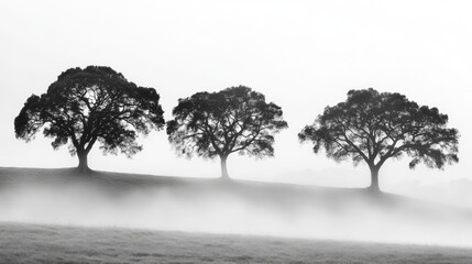 Poster - Silhouetted trees emerging from dense fog creating a serene and mysterious landscape atmosphere in black and white.