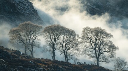 Poster - Winter landscape with misty trees silhouetted against a foggy backdrop showcasing the beauty of nature's serenity and tranquility.