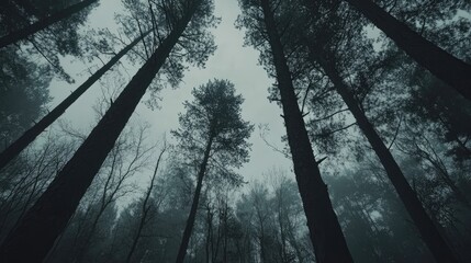 Poster - Majestic tall trees reaching towards the sky in a misty forest creating a serene and tranquil atmosphere