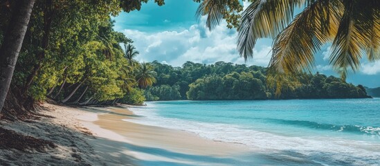 Poster - Serene tropical beach landscape with lush palm trees and gentle waves ideal for vacation and holiday inspiration