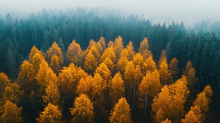 Aufkleber - Autumn forest with vibrant yellow foliage contrasting against dark green trees under misty conditions
