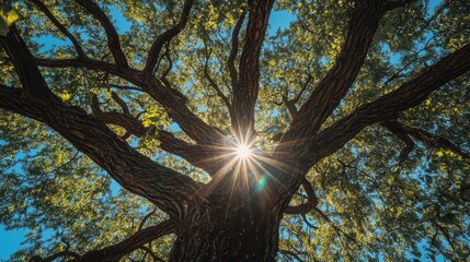 Poster - Majestic tree canopy with sun shining through vibrant green leaves against a clear blue sky creating a serene natural atmosphere.