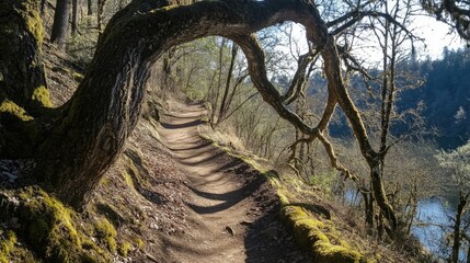 Poster - Curved tree roots along a serene hiking trail in a lush forest landscape near a tranquil river bank