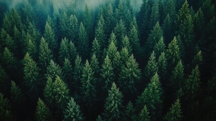 Aufkleber - Morning forest landscape with dense evergreen trees and mist creating a serene natural atmosphere for outdoor and nature themes.
