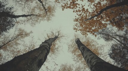 Aufkleber - Autumn foliage viewed from below with tall trees reaching towards the sky in a serene forest setting