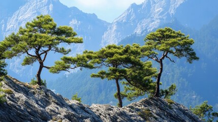Poster - Majestic pine trees on rocky mountain landscape with breathtaking views of surrounding peaks and clear blue sky in the background